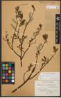 Foto von Salix phylicifolia L.